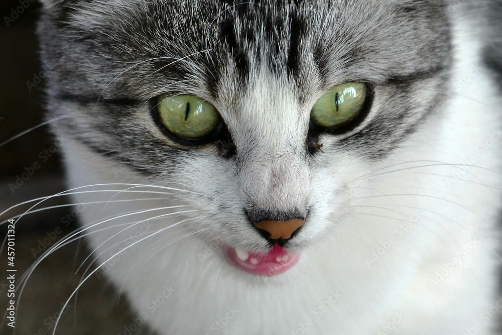 close-up village cat, stray cat cute, gray white domestic cat, close-up village cat, stray cat cute, gray white domestic cat,