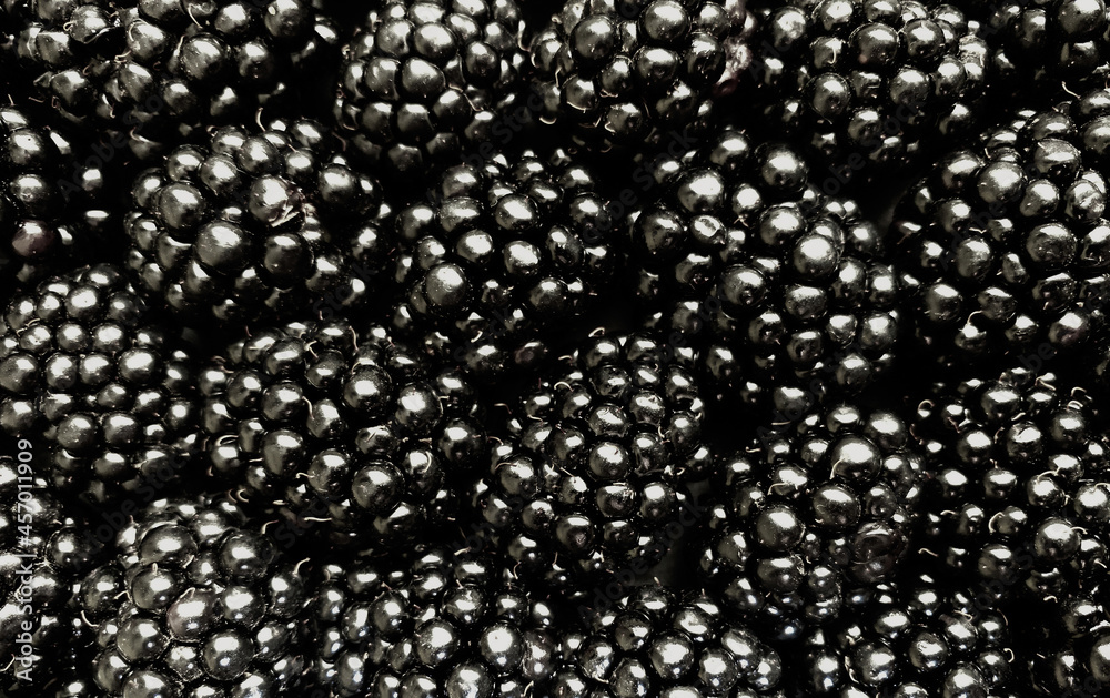 Texture background from a large number of blackberries. Natural berry background