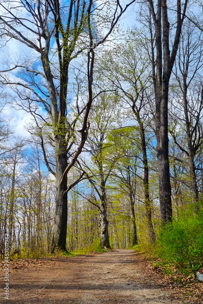 View of the trail in the forest in late autumn or early spring. View of the trail in the forest in late autumn or early spring.