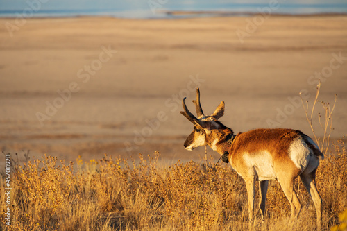 Pronghorn in the wild