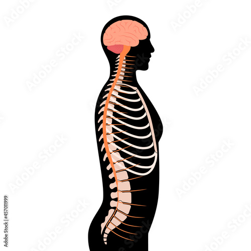 Spinal cord anatomy photo
