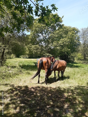 Pareja de caballos en un campo en Galicia