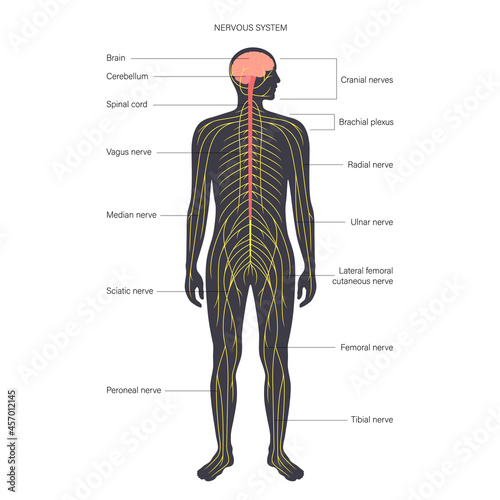 Central nervous system photo