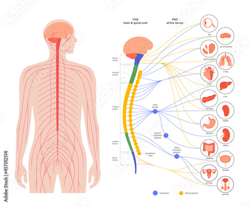Autonomic nervous system