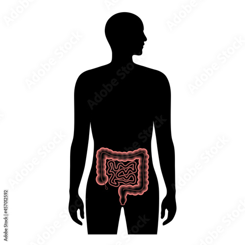 Human intestine anatomy