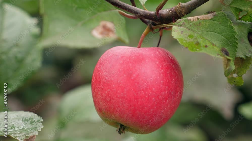 Apples growing on tree in the garden, nobody Apples growing on tree in the garden, nobody