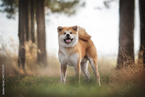 A young red akita inu with a fluffy tail standing among the green grass and yellow autumn field against a background of pine trees and a blue sky. Looking to the camera