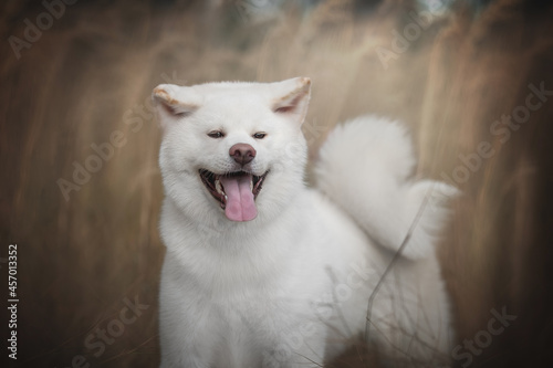 Close-up portrait of a young white akita inu with a fluffy tail against the background of an autumn field and blue sky