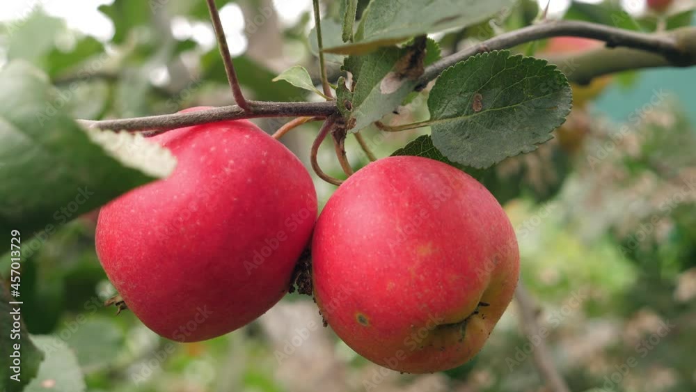 Apples growing on tree in the garden, nobody Apples growing on tree in the garden, nobody