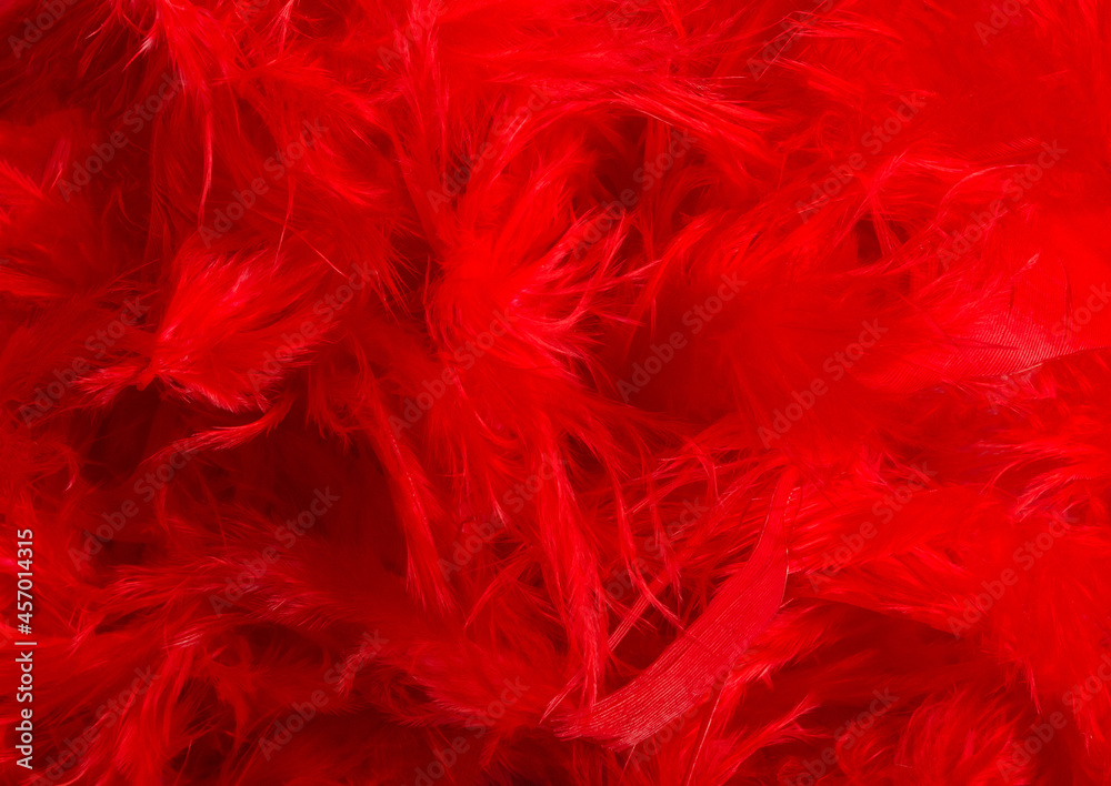 Background photo of red colored feathers texture.