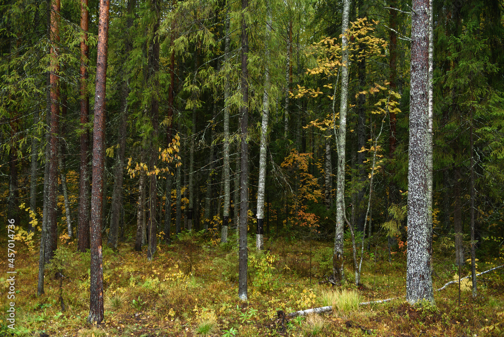 Obraz premium Colors of autumn. Colorful leaves and herbs in early autumn.