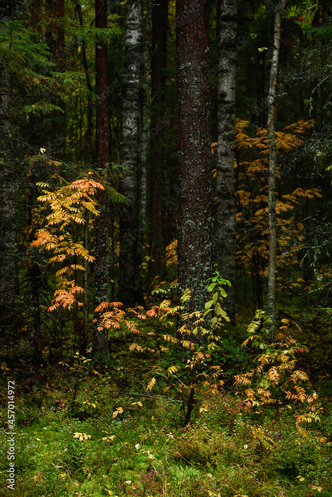 Obraz premium Colors of autumn. Colorful leaves and herbs in early autumn.