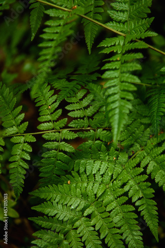 Fern leaves close-up in the taiga forest