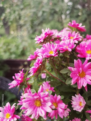 pink flowers in the garden