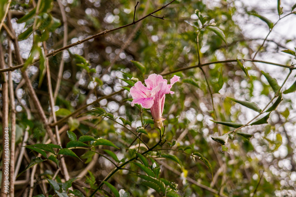 Fototapeta premium Pink flower