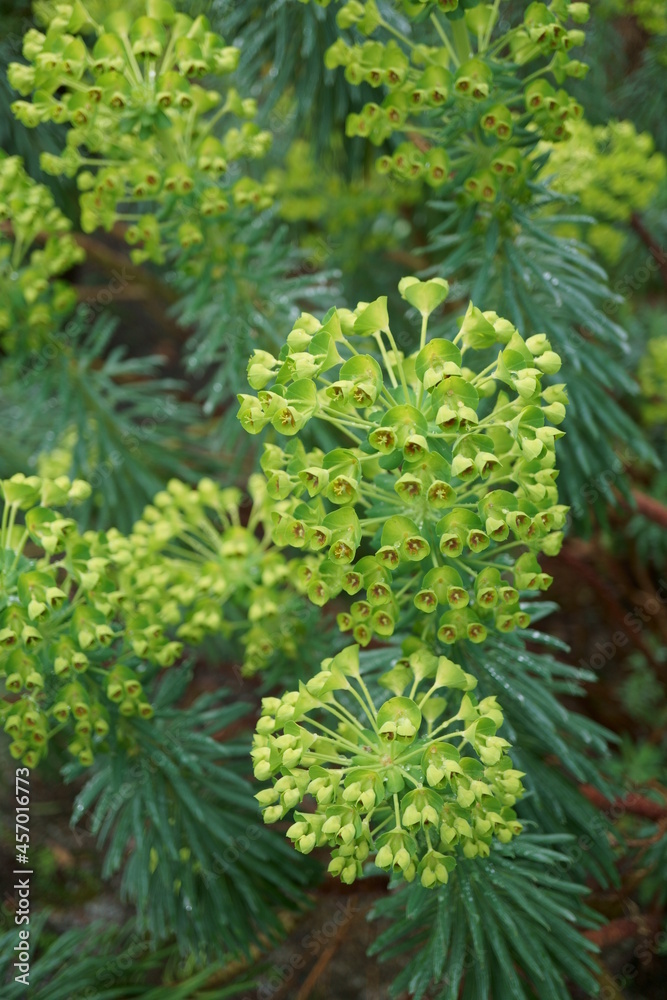LECHETREZZNA DEL MEDITERRÁNEO (EUPHORBIA CHARACIAS). PLANTA CON PEQUEÑAS FLORES. COLOR VERDE. LECHETREZZNA DEL MEDITERRÁNEO (EUPHORBIA CHARACIAS). PLANTA CON PEQUEÑAS FLORES. COLOR VERDE.