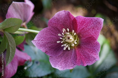 ELÉBORO NEGRO DE HIPÓCRATES (HELLEBORUS ORIENTALIS).