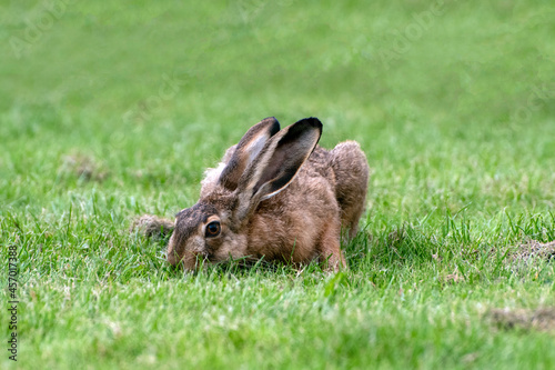 Brown hare with its snout buried in the grass