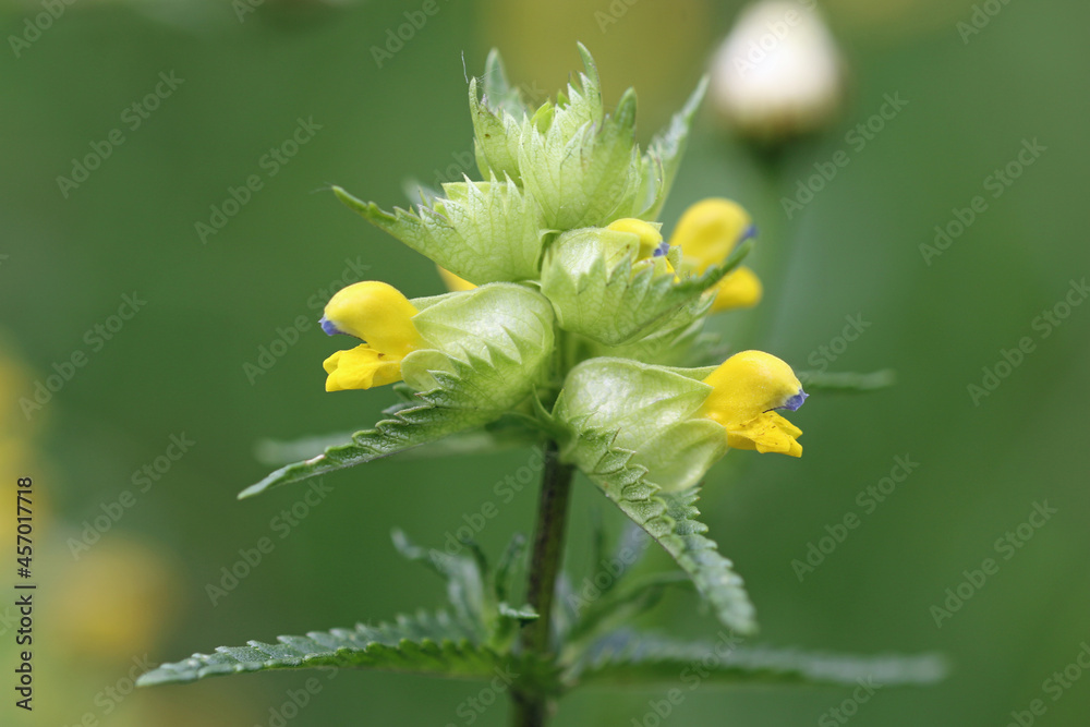 Yellow rattle flowers in close up - obrazy, fototapety, plakaty 