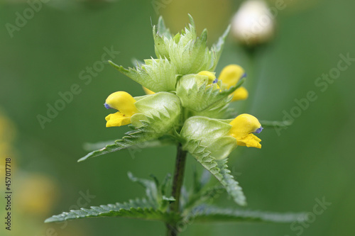 Yellow rattle flowers in close up photo