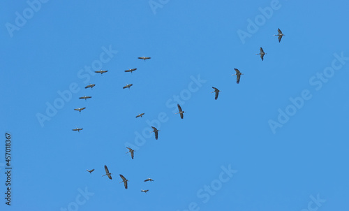Flight of cranes in the sky.