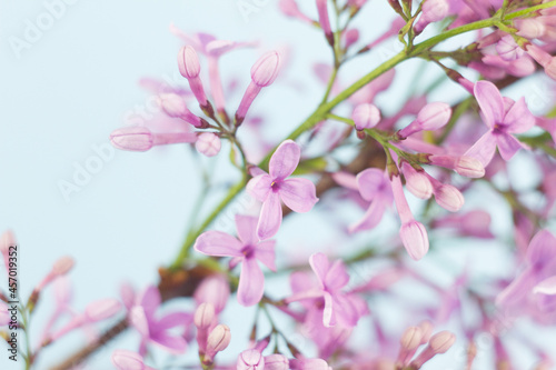 close-up of small fresh flowers of lilac of purple color  natural spring background on a pastel blue background.