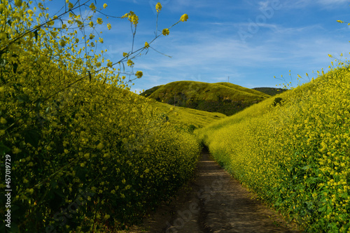 Wallpaper Mural landscape with yellow flowers Torontodigital.ca