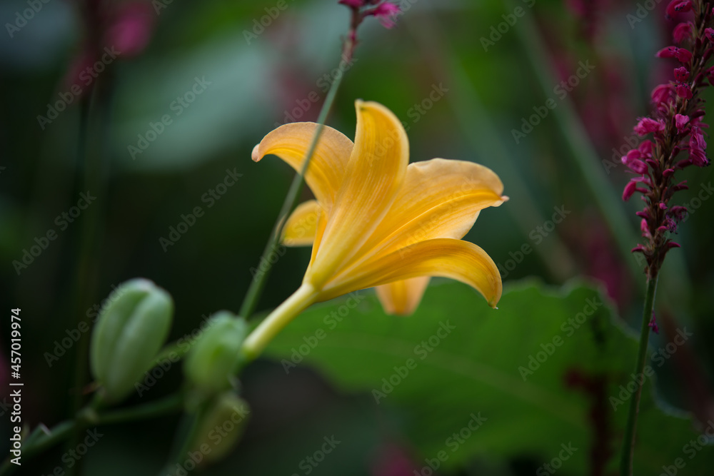 Obraz premium orange tiger lily