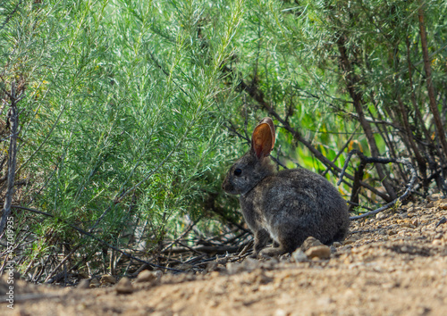 Wallpaper Mural rabbit in the woods Torontodigital.ca