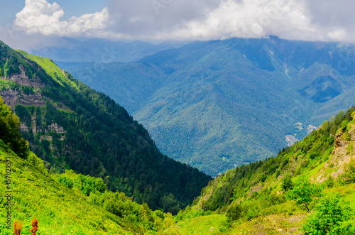 Mountain meadows with green grass and flowers on a sunny day