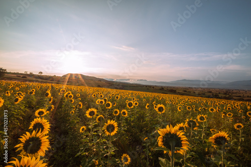 Sunflower field at Michoacan