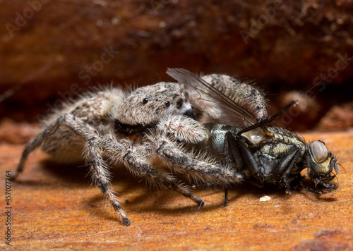 "Lunch" - Adult male Platycryptus Undatus jumping spider - Nebraska, USA