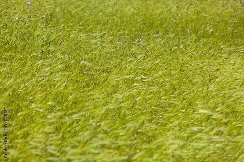 Beauty green wheat crop field with flower © BillionPhotos.com