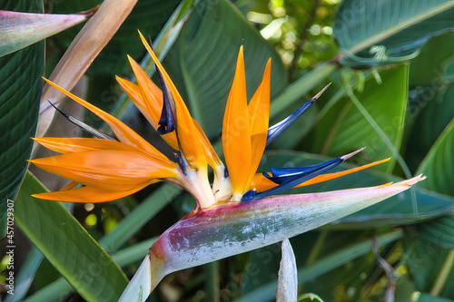 Extreme close-up of a bright orange bird of paradise flower.