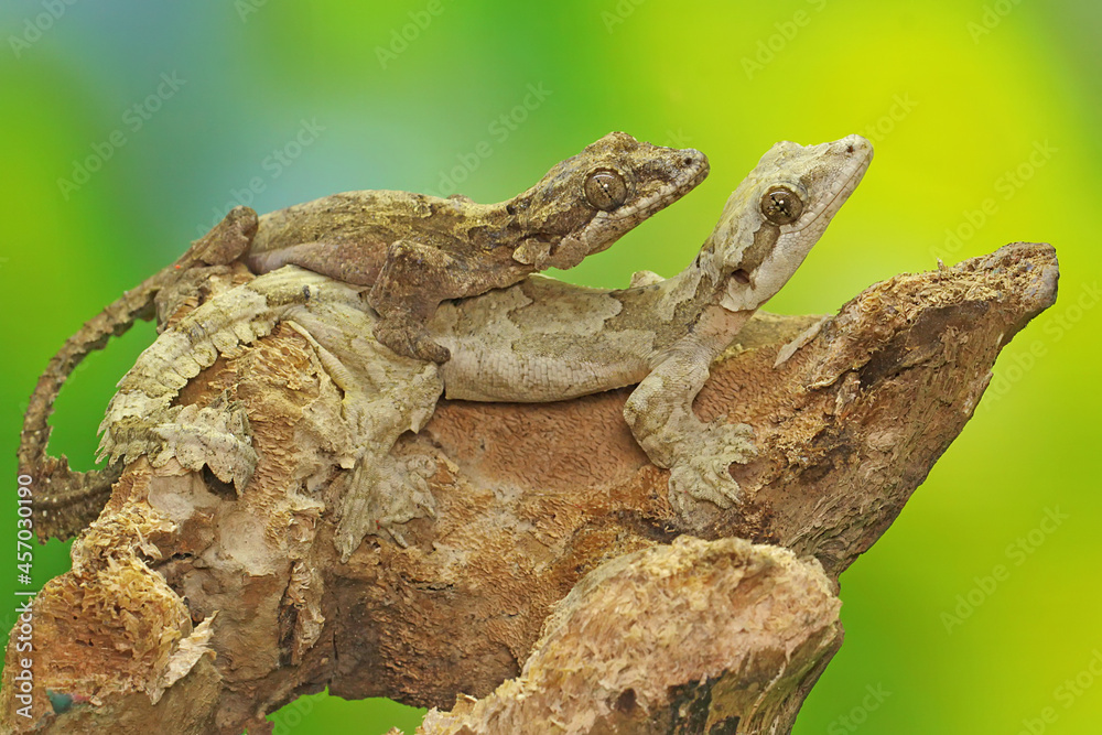 A pair of Kuhl's flying gecko or the common flying gecko is getting ready to mate. This reptile has the scientific name Ptychozoon kuhli. 