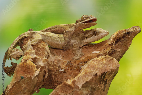 A pair of Kuhl's flying gecko or the common flying gecko is getting ready to mate. This reptile has the scientific name Ptychozoon kuhli.  photo