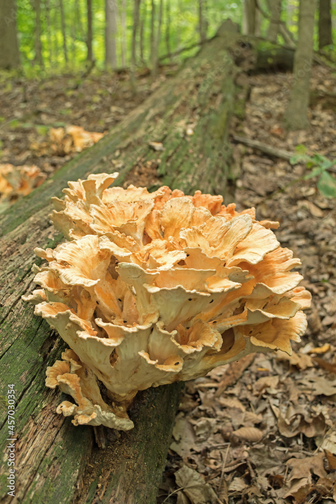 Colorful fungus grows from a fallen tree. Colorful fungus grows from a fallen tree.
