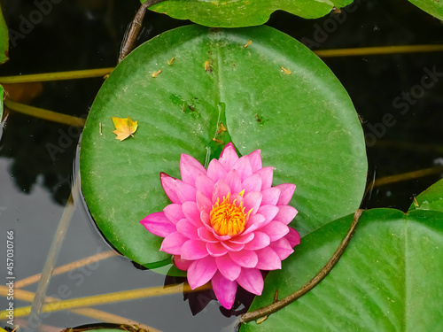 Flor de nenúfar sobre hoja verde grande flotando en el estanque de aguas oscuras. photo