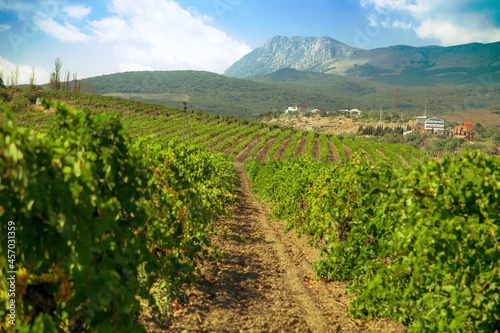 Beautiful Vineyards on The Background of Mountains