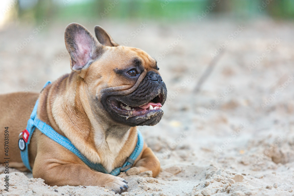 Funny french puppy bulldog outside. Adorable orange bulldog in blue harness in the playground on sand