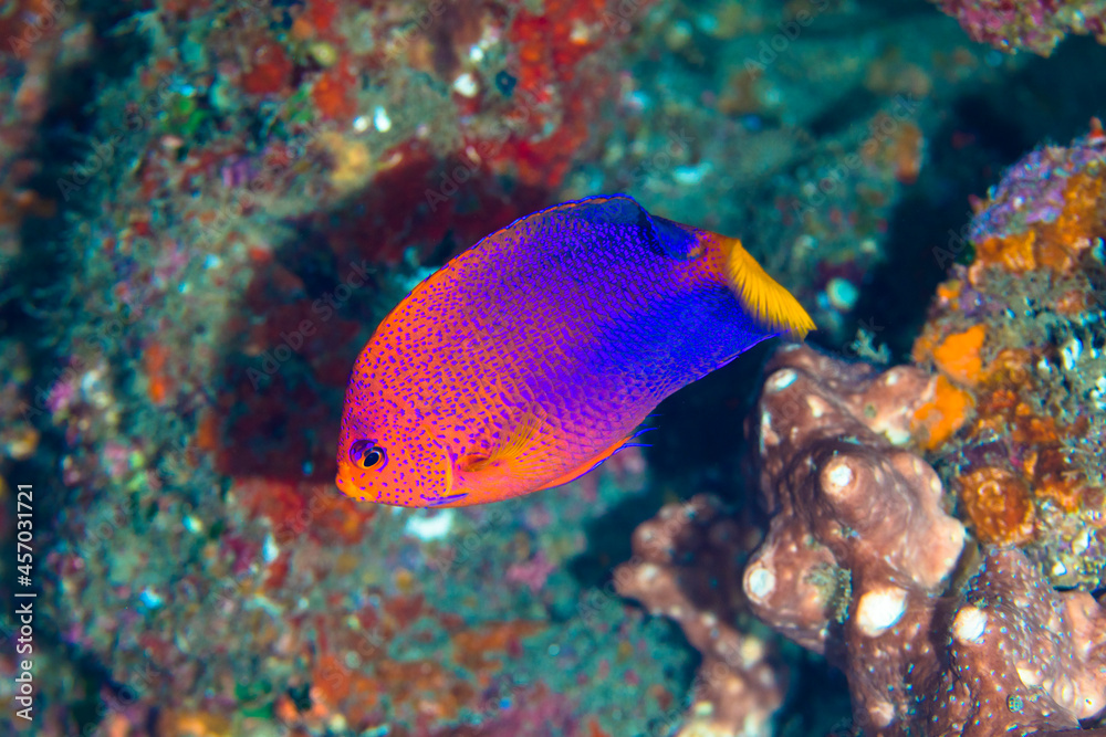 Fototapeta premium レンテンヤッコ