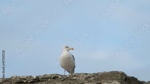 herring gull at ballintoy 003