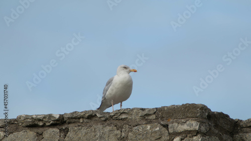 Herring gull at Ballintoy 002