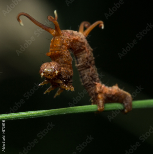 "And then I was like..." - horned spanworm moth - Nebraska, USA