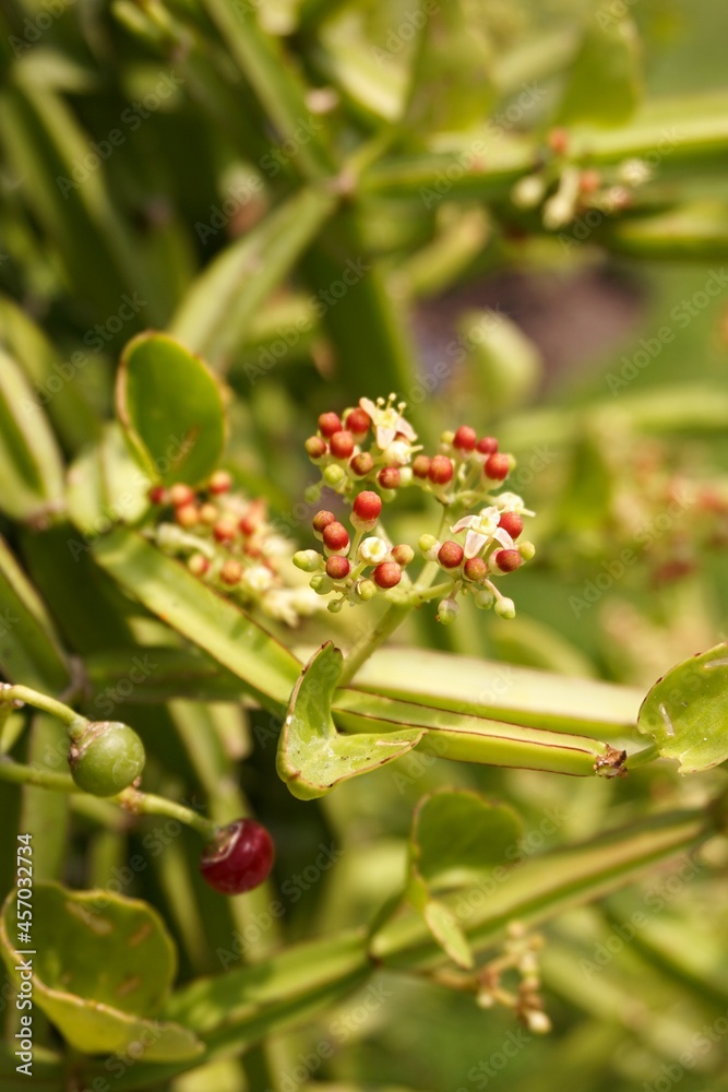 Cissus quadrangularis plants in nature garden Cissus quadrangularis plants in nature garden