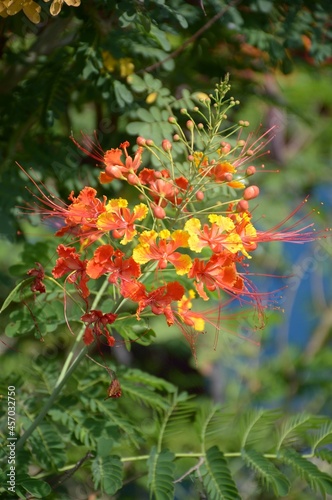 caesalpinia pulcherrima flower in nature garden