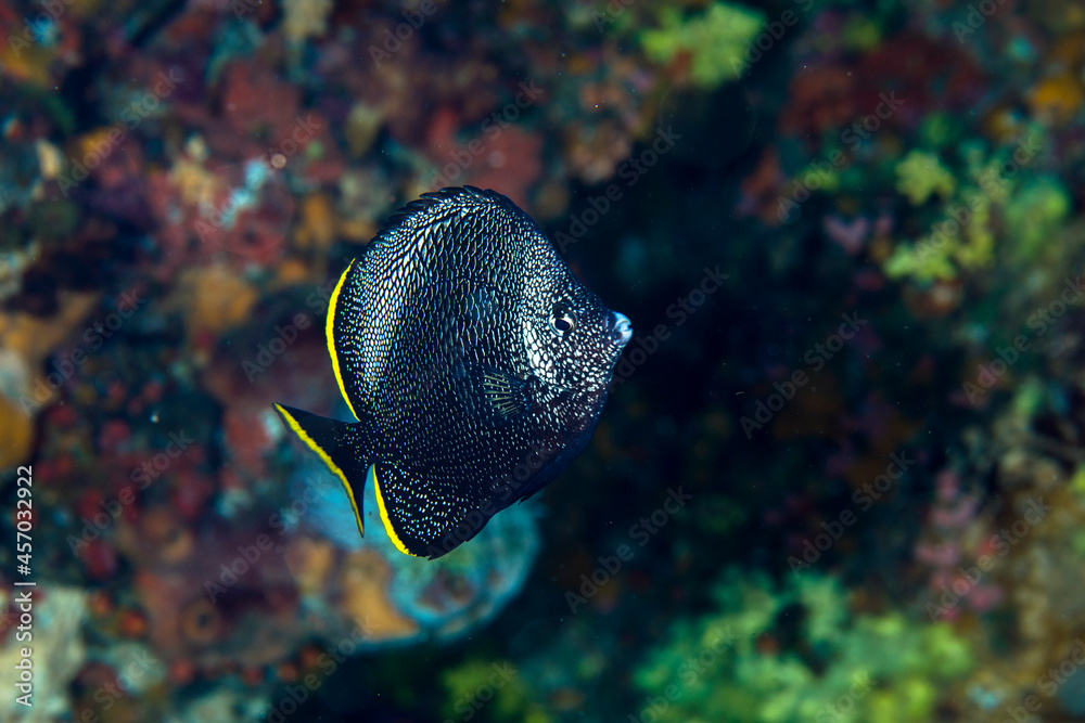 Obraz premium ユウゼン 友禅 八丈島