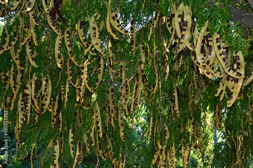 Frutos ,legumbres, semimaduros de una acacia tres espinas, gleditsia triacanthos