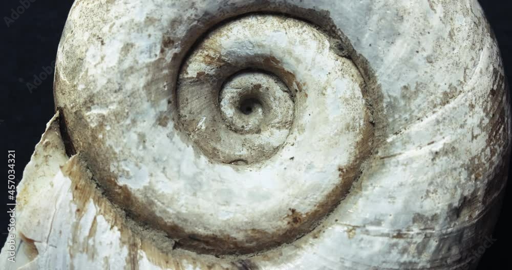 Spinning snail gastropod shell macro Spinning snail gastropod shell macro