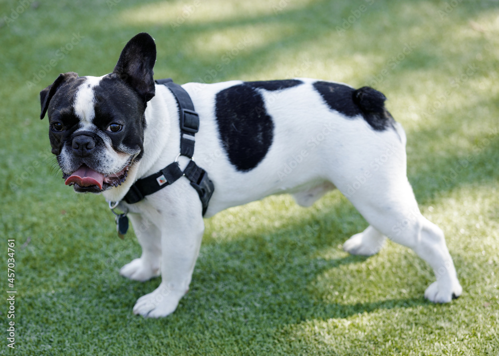 1-Year-Old Black and White Piebald Male Frenchie with One Floppy Ear. Off-leash dog park in Northern California.